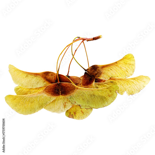 Maple seed isolated on PNG background.. Autumn nature detail for seasonal botanical design, cards, and educational projects.