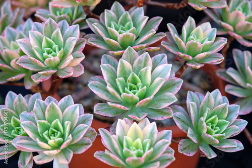 Green and pink tipped Aeonium succulent variegated ‘green tea’.