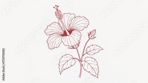 A minimalist line art illustration of a hibiscus flower in deep red ink against a white background. 