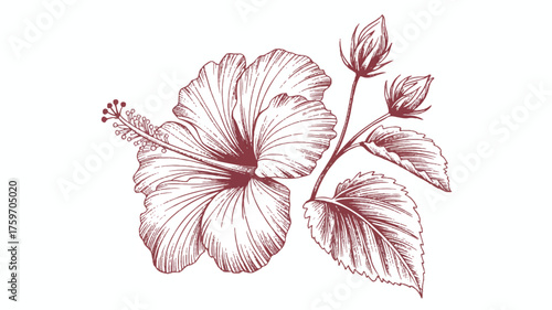A minimalist line art illustration of a hibiscus flower in deep red ink against a white background. The 
