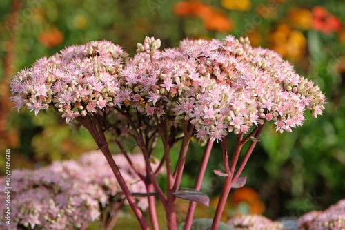 Pale pink Hylotelephium ‘Matrona’ also known as a stonecrop or sedum, in flower.