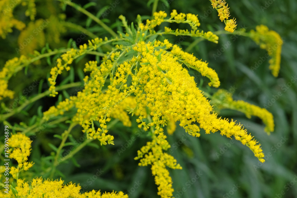 Obraz premium Yellow Solidago ‘Golden Wings’, also known as goldenrod, in flower.
