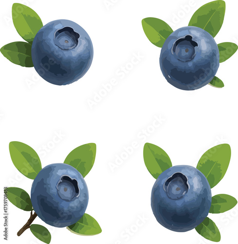 Four Blueberries with Green Leaves on White Background