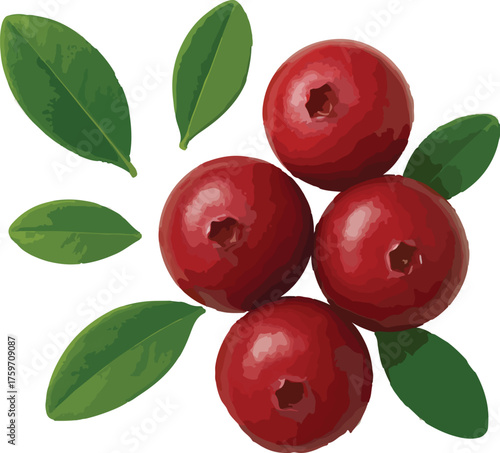 Four Red Cranberries with Green Leaves Isolated on White