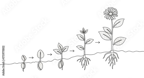 Continuous Line Drawing of Plant Growth Processes – Minimalist Nature Illustration