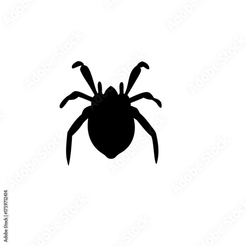 spider silhouette