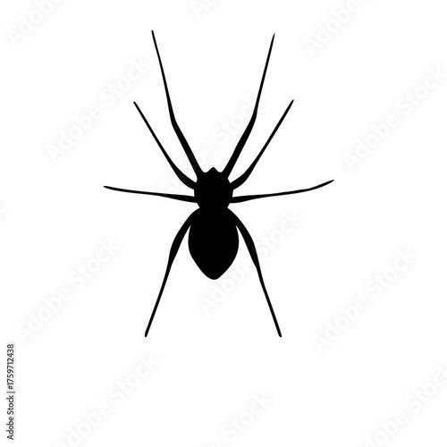 spider silhouette