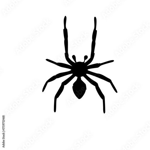 spider silhouette