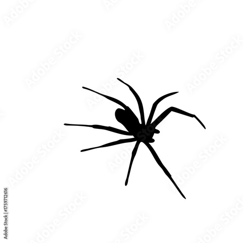 spider silhouette