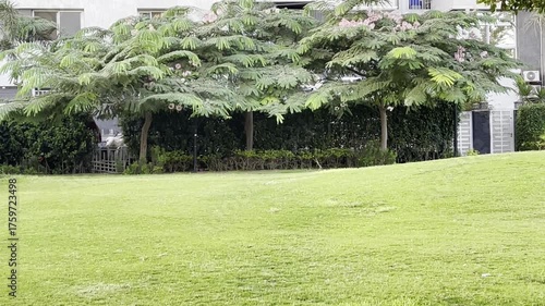 Flock Pigeons birds eating at park in Cairo, Egypt. 4K Footage	