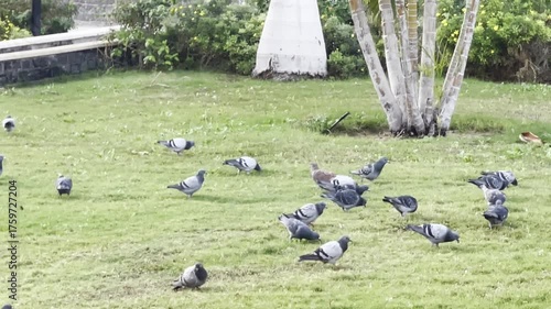 Flock Pigeons birds eating at park in Cairo, Egypt. 4K Footage	