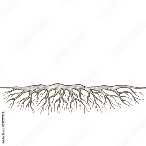 Hand-drawn tree roots illustration as a page divider, detailed and artistic design
