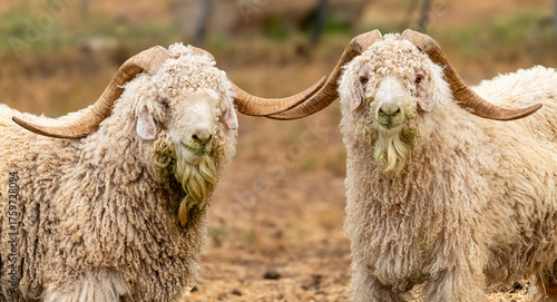 A pair of rams.