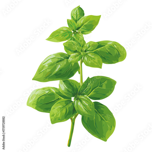An EPS format illustration, A Simple 2D basil herb illustration Collection isolated on a white background, vector, simple flat 2D icon, minimalist design, leaves  collection