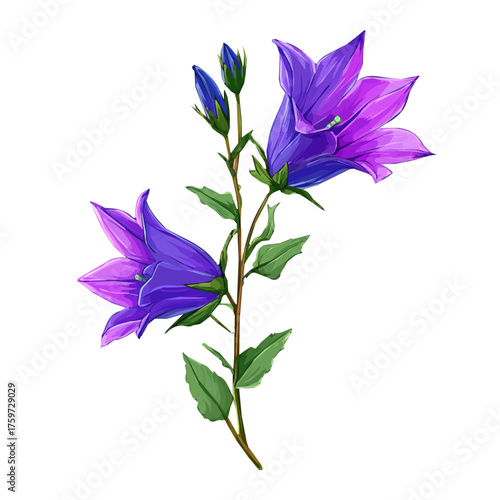 An EPS format illustration, A Simple 2D vibrant purple bellflower bloom isolated on a white background, vector, simple flat 2D icon, minimalist design, flower collection