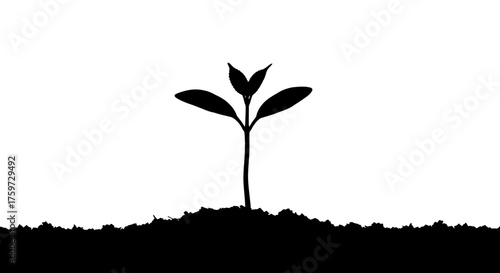 Silhouette of a young plant sprouting from dark soil against a white backdrop.