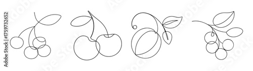 Outline drawings of various berries and fruits including blackcurrants and cherries on for design