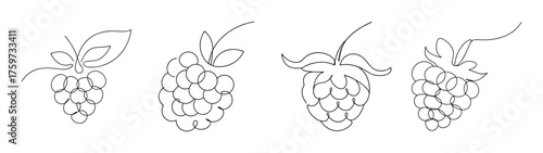 Delicate outline sketch of boysenberry clusters suggesting natural beauty and agricultural bounty