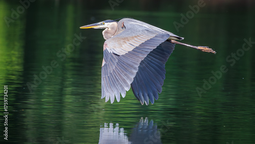 Obraz na plátně Great Blue Heron flying over the river at West Point Dam in Alabama