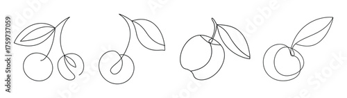 Line art chokeberry fruit sprigs with leaves offering a botanical drawing of aronia berries