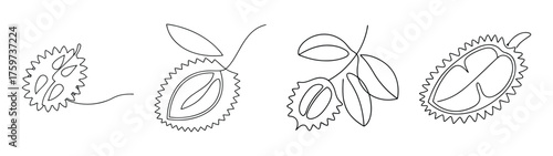Four delicate sketches showcasing the spiky durian fruit in various poses and leafy arrangements