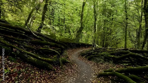 Explore a tranquil forest trail surrounded by vibrant greenery and weathered tree roots. This serene path invites visitors to experience nature and adventure.