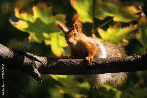 A closeup of a red squirrel on a tree branch with a blurred background of sunlit green leaves. The focus is on the animal, creating a sense of observation. The light is warm and autumnal.