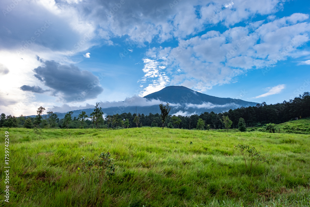Naklejka premium A beautiful view of a lush green meadow with a dense forest at the base of a majestic mountain