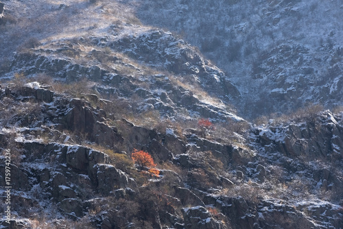 Early snow on rocky mountains with sparse shrubs and bright red autumn trees illuminated by the sun. The meeting of autumn and winter.