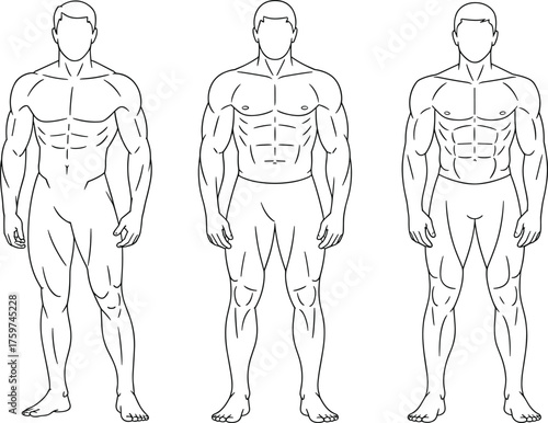 Fotografie Set of male muscular body anatomy front view illustration showing different muscle proportions and fitness body types for anatomy study design