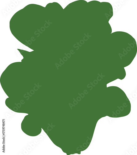 Fresh green bok choy vegetable isolated on black background food