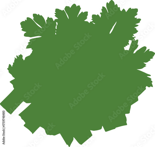 Fresh Green Celery and Parsley Leaves Isolated on White Background Top View herbs