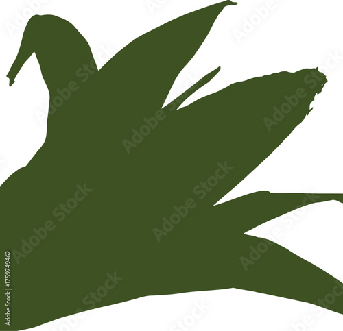 Fresh yellow corn ear partially husked green leaves black background maize