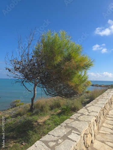 A lone pine tree on the shore of an emerald sea