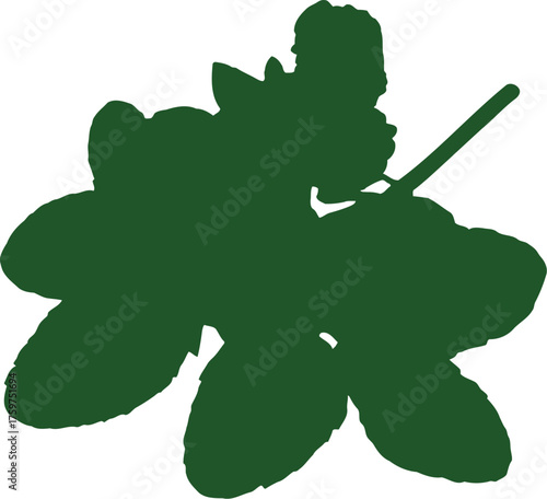 Single dark green mint leaf sprig isolated on white background botanical detail leaves