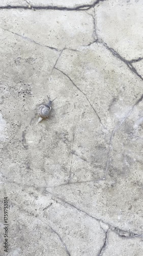 Snail waking on the ground