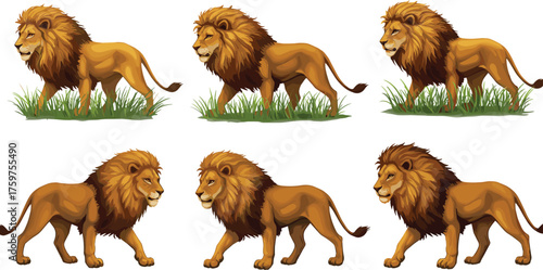Lion walking in savanna grassland, majestic wildlife animal illustration, African jungle predator vector art, realistic lion character design set