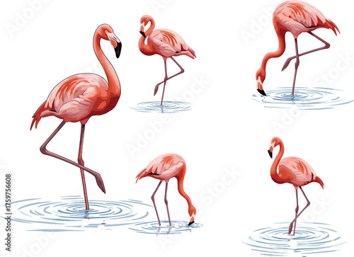 Elegant pink flamingo illustration set, tropical bird vector artwork, standing and feeding flamingos in water, nature wildlife design for decoration