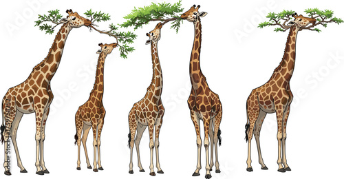 Giraffe family eating leaves illustration, African wildlife art, tall savanna animals, safari nature drawing, wild giraffes artwork design.