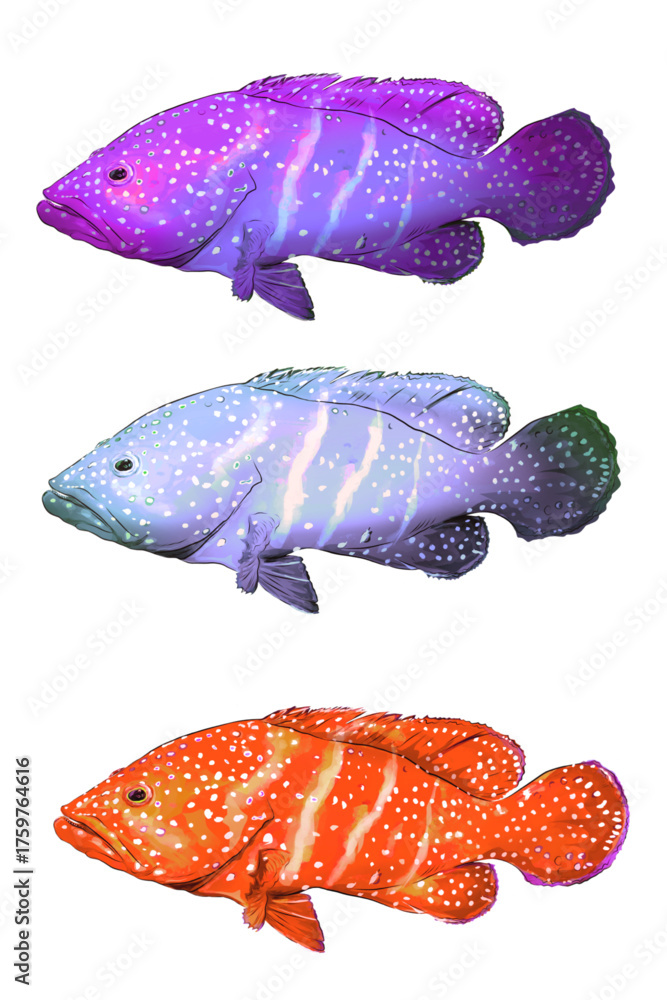 Fototapeta premium collection of colorful grouper fish on a white background