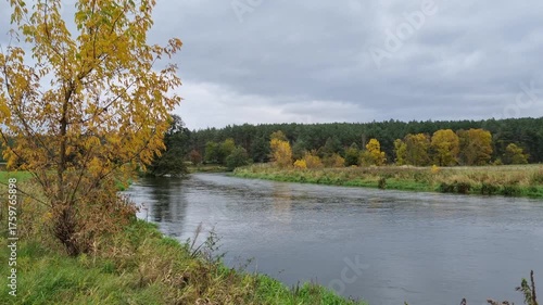 Jesienny las na brzegu rzeki. Drzewa z żółtymi liśćmi