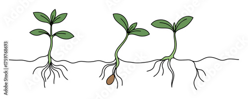 Minimalist Plant Propagation Line Art Vector, Botanical Growth, Clean White Background