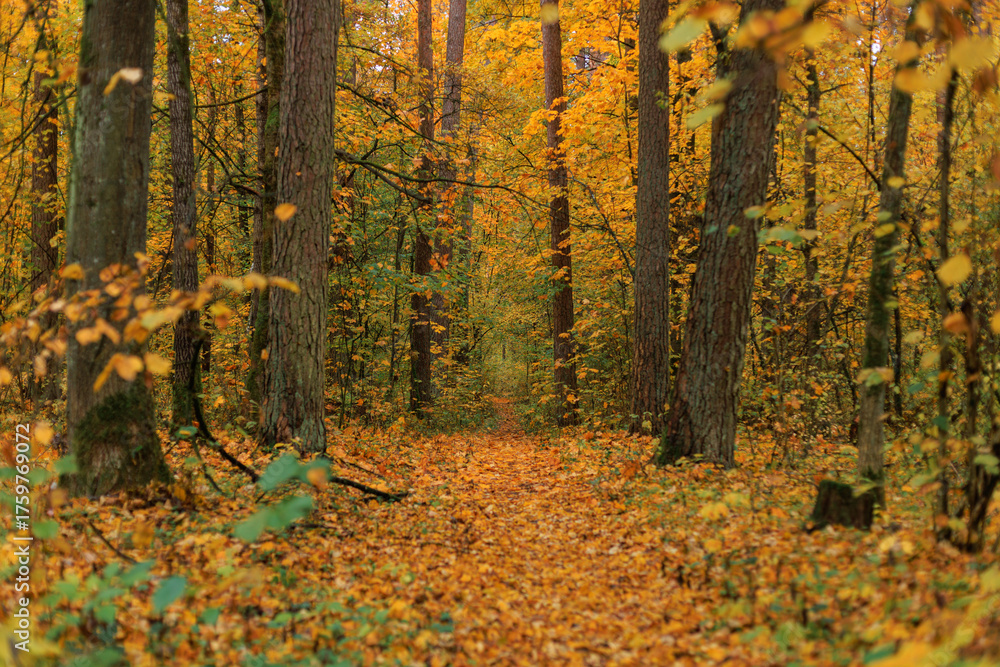 Fototapeta premium Serene forest trail covered with autumn leaves, perfect for walking or cycling. Beautiful fall landscape with a winding path through colorful woodland.