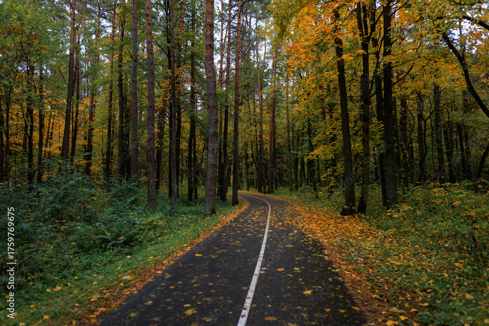 Fototapeta premium Beautiful autumn forest path surrounded by tall trees with golden leaves, creating a peaceful and scenic atmosphere in nature.