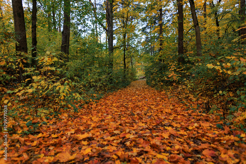 Naklejka premium Beautiful fall landscape with a winding path through colorful woodland. Beautiful autumn forest path surrounded by tall trees with golden leaves, creating a peaceful and scenic atmosphere in nature.