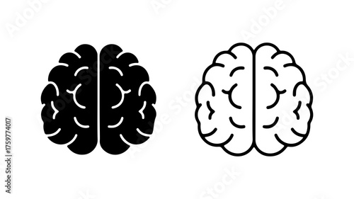 Brain anatomy outline with transparent background