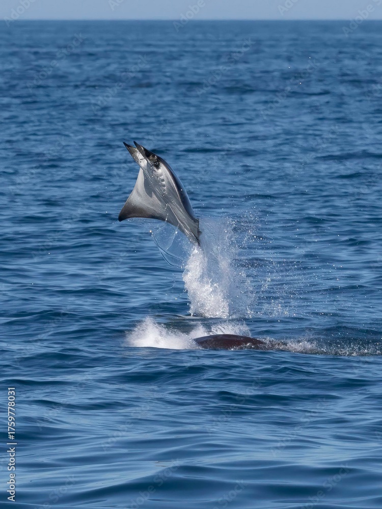 Obraz premium Flying mobula jumping mobula ray