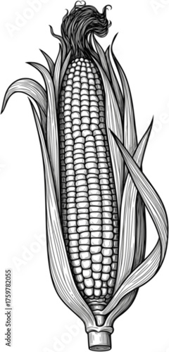 Detailed illustration of corn cobs with husks in black and white sketch style. Vector illustration
