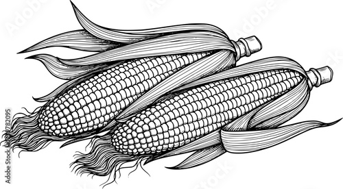 Detailed illustration of corn cobs with husks in black and white sketch style. Vector illustration

