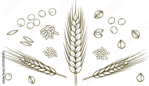 Ear of Wheat and Grain Isolated on White Background – Organic Agriculture, Barley, Rice, Millet, Natural Food and Bread Crop Vector Illustration
